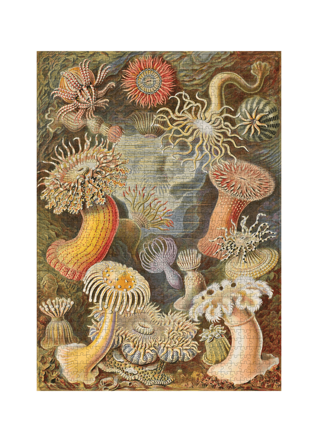 Actiniae von Ernst Haeckel als 1000-Teile-Puzzle-Kunstwerk – Motivansicht