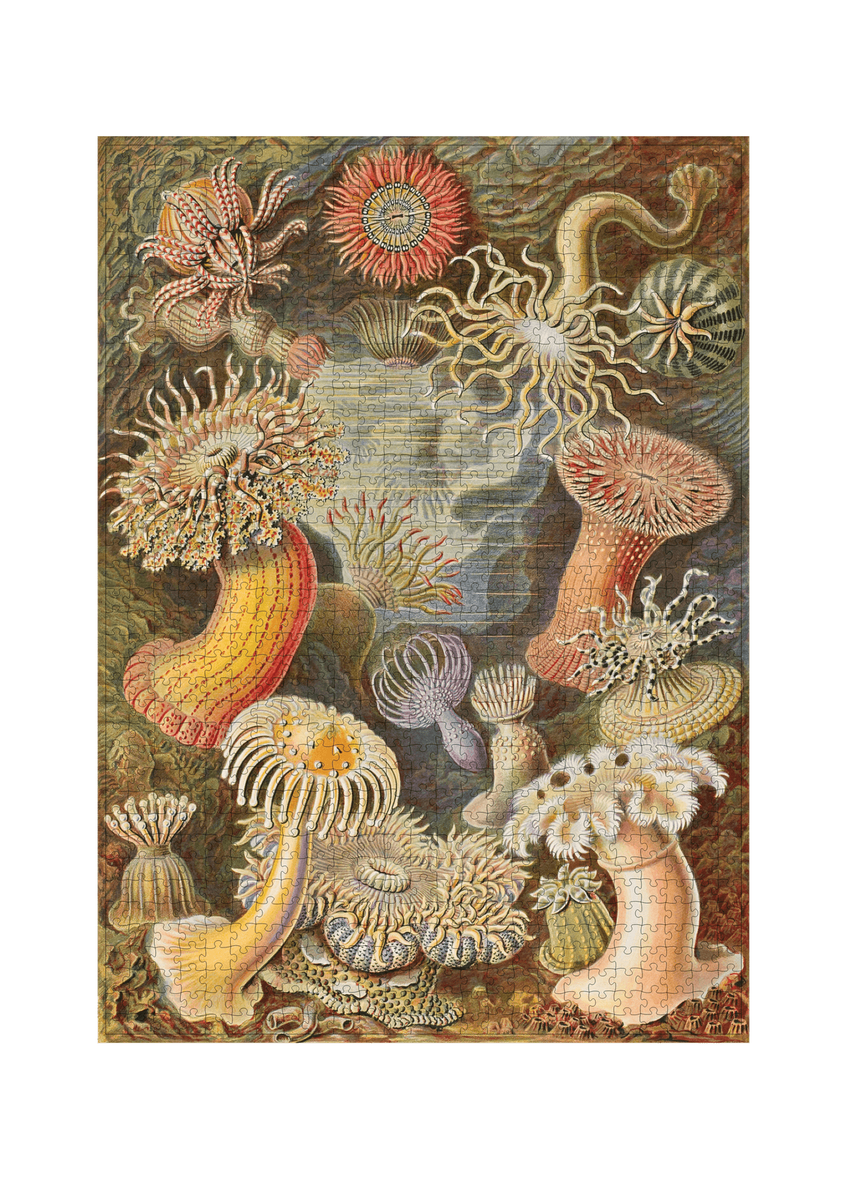 Actiniae von Ernst Haeckel als 1000-Teile-Puzzle-Kunstwerk – Motivansicht