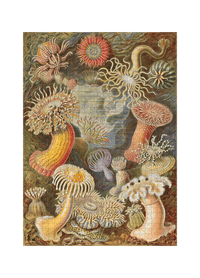 Actiniae von Ernst Haeckel als 1000-Teile-Puzzle-Kunstwerk – Motivansicht