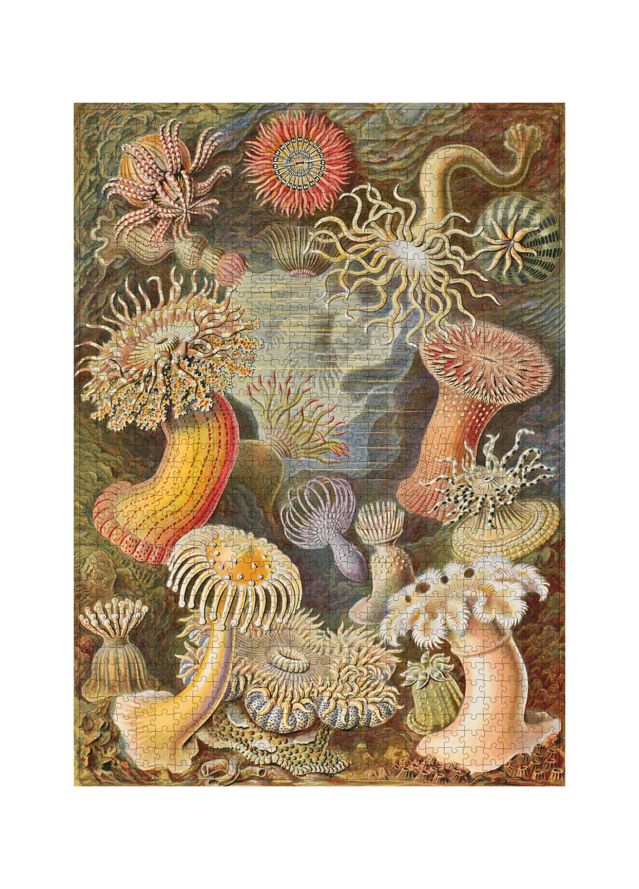 Actiniae von Ernst Haeckel als 1000-Teile-Puzzle-Kunstwerk – Motivansicht